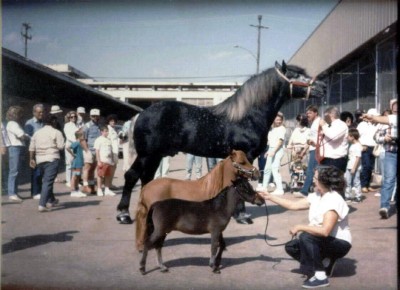 StateFair1988Shenandoah