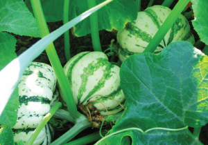 Pumpkins 1