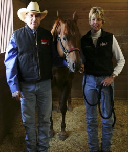 Horse 3