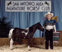 Miniature Horses 2