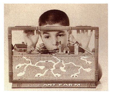 antfarm